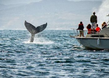 ballenas-tumbes-st